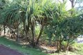 Pandanus utilis 'Vacoa' ou 'Pinpin' - endémique 8-12m